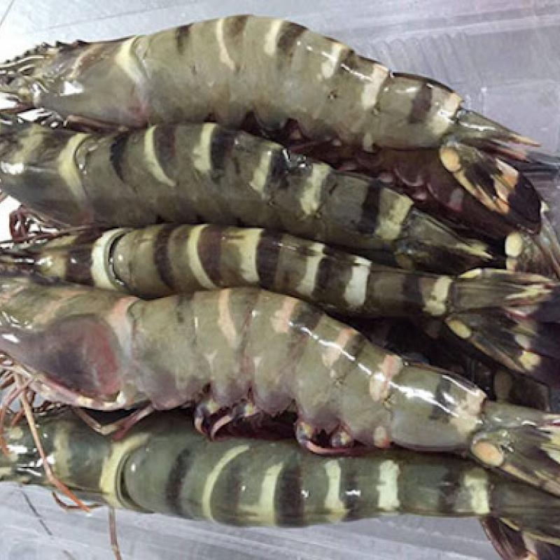 Raw Head – On / Shell – On Black Tiger Shrimp